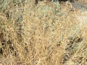 A non-native grass, cheatgrass is harming sage-grouse by making its habitat much more flammable.