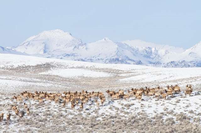 Pronghorn also depend on the high desert's sagebrush steppe ecosystem. Photo Steve Chindgren