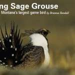 saving sage grouse - Brianna Randall - OB