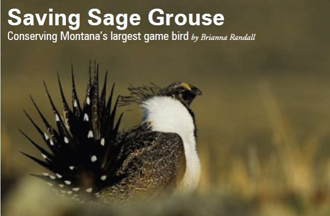 saving sage grouse - Brianna Randall - OB