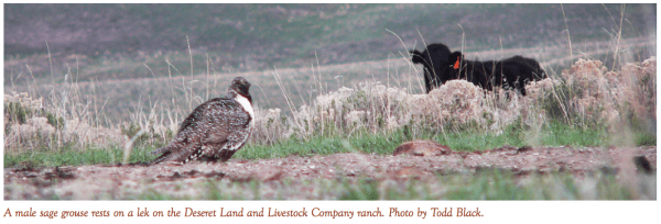 A male sage grouse rests on a lek on the Deseret Land and Livestock Company ranch. Photo by Todd Black.