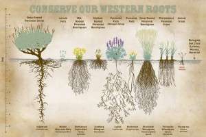 conserve western roots postcard photo