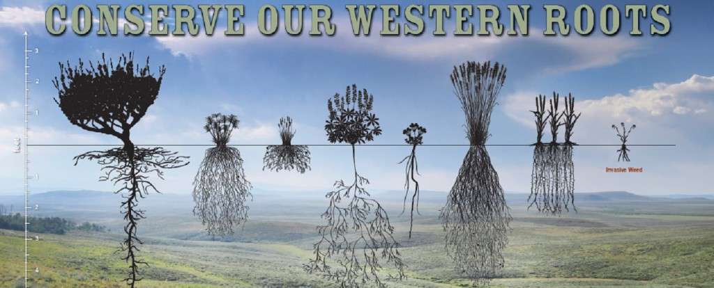 roots image sagebrush sea
