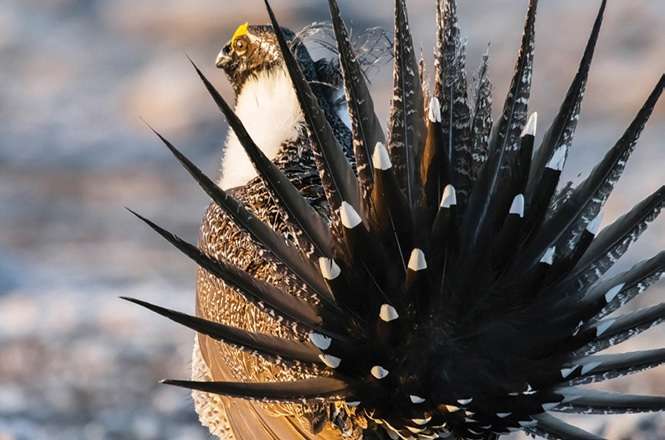 sage grouse rick mcewan