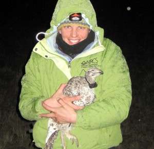 Trisha cuddles with a radio-collared sage grouse hen in Idaho.