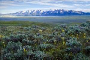 This thriving sagebrush landscape in the Centennial Valley of Mountain includes big sagebrush, Idaho fescue, and Indian paintbrush. Photo: Jeremy Roberts.