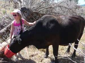 The Bennetts granddaugher with cow