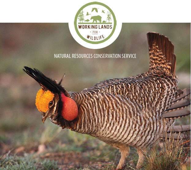 lesser prairie chicken WLFW