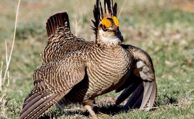 lesser prairie chicken picture Nick Richter photo