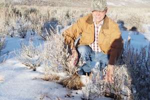 Mark Bennett shows off healthy sagebrush, a keystone plant that 350+ species depend on.