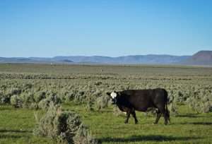 Spring developments improve grazing distribution and grass undertory