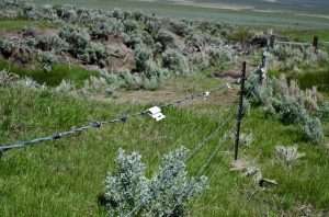 Reflective markers on this fence protecting wet meadow habitat ensures sage grouse won't fly into the wires.