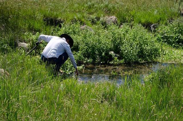 Wet areas like this spring is important for sage grouse and wildlife, as well as ranching operations.