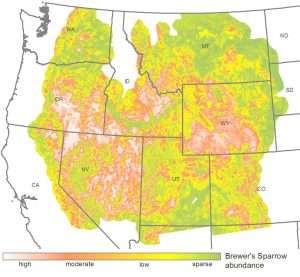 New maps reveal the patterns of abundance of sagebrush songbirds, based on Breeding Bird Survey count data combined with sagebrush cover, landform, and climate variables. Shown here is the range-wide relative abundance of Brewer’s sparrow. Map courtesy Patrick Donnelly, IWJV.
