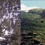 Stands of conifers evenly distributed snow compared with drifting snow in a treeless sagebrush landscape. Photos courtesy of the Agricultural Research Service