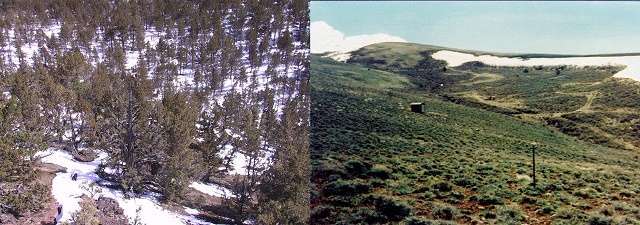 Stands of conifers evenly distributed snow compared with drifting snow in a treeless sagebrush landscape. Photos courtesy of the Agricultural Research Service