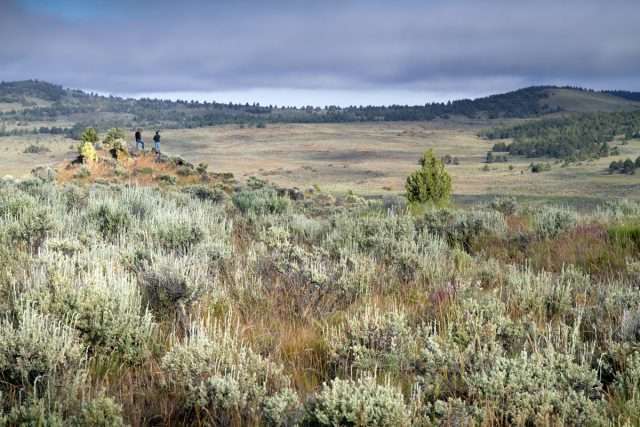 Wet areas are critical for sage grouse in late summer -- removing encroaching conifers helps retain water for the benefit of wildlife and ranching operations.