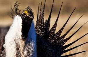 bob wick blm sage grouse