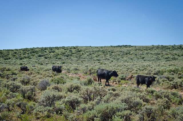 Fencing improvements have allowed the Kennedys to better manage livestock grazing while also improving range health.