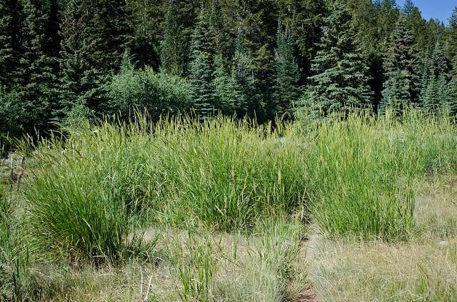 Healthy native plant species like this Great Basin wild rye are important for both livestock and sage-grouse on the range.