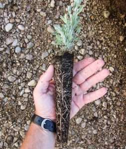The average size of a sagebrush seedling grown through the program. This one was sowed in April 2016.