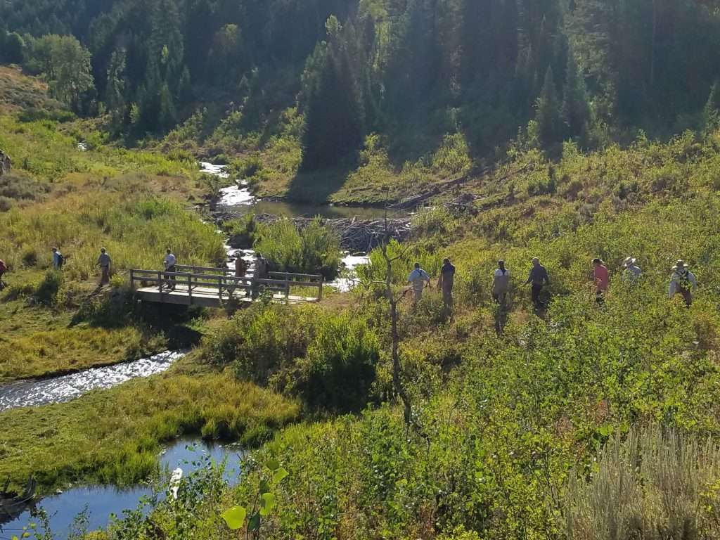 Beaver dams help store spring snowmelt, releasing it slowly through the summer to keep streams flowing and meadows wet when wildlife and livestock need water most.