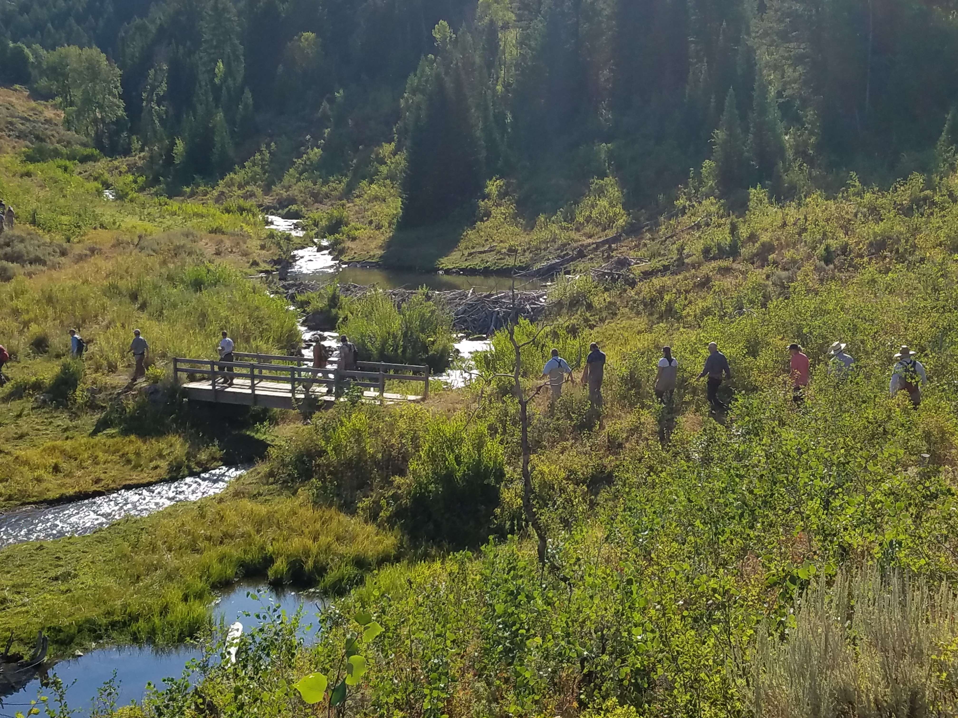 Beaver dams help store spring snowmelt, releasing it slowly through the summer to keep streams flowing and meadows wet when wildlife and livestock need water most.