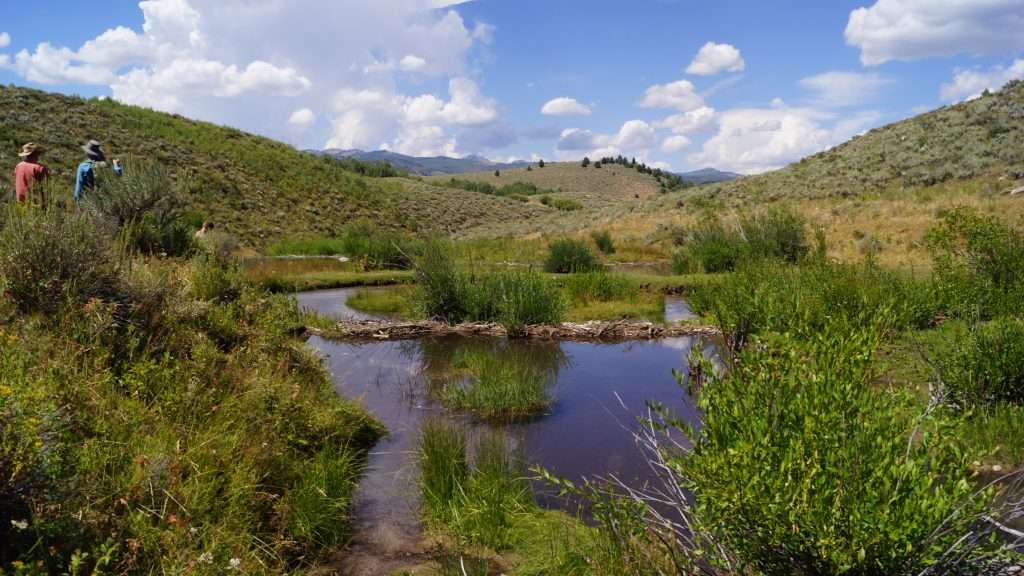 Wet green areas are important to sustain all life on the range. Sage grouse chicks seek out riparian areas and wet meadows in the late summer.