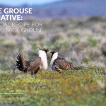 by Brianna Randall about the Sage Grouse Initaitive