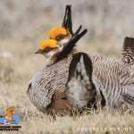 lesser prairie chicken