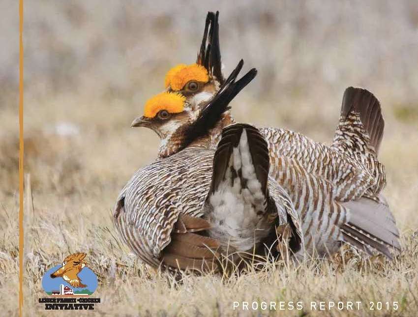 lesser prairie chicken