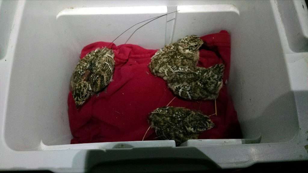 These two-day-old chicks stay warm on a hot water bottle within a cooler. The antennas on the tagged chicks are visible in the back.