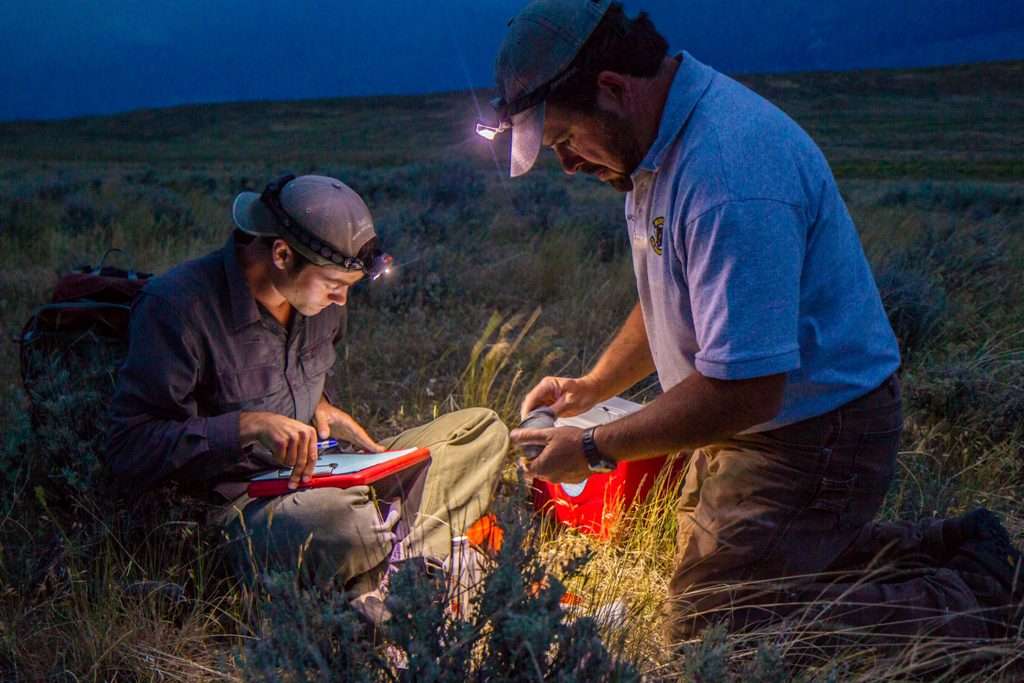 All sage grouse tagging takes place in the dark, either after sunset or in the pre-dawn hours.