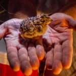 Researchers carefully attach a lightweight radio transmitter to this days-old sage grouse chick to monitor its survival. Photo by Kenton Rowe.