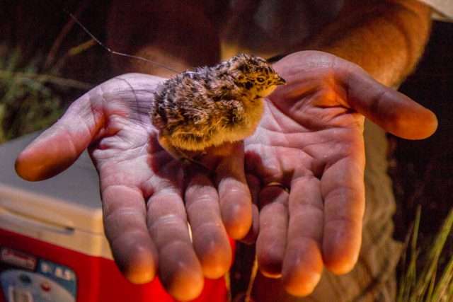 Researchers carefully attach a lightweight radio transmitter to this days-old sage grouse chick to monitor its survival. Photo by Kenton Rowe.