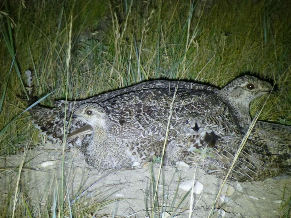 sage grouse on nest