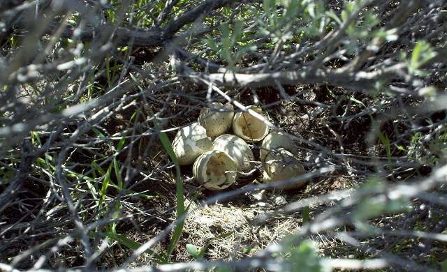Sage grouse eggs usually crack around the center when the chicks hatch. The average clutch size is typically 6-9 eggs. Photo by John Severson.