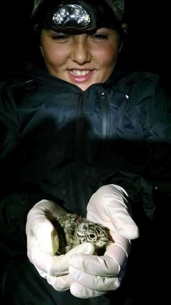 A volunteer tagger displays a young sage grouse chick.