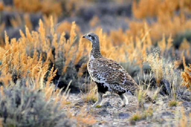 greater-sage-grouse-among-sagebrush-seeds-at-seedskadee-nwr-photo-by-tom-koerner-usfws