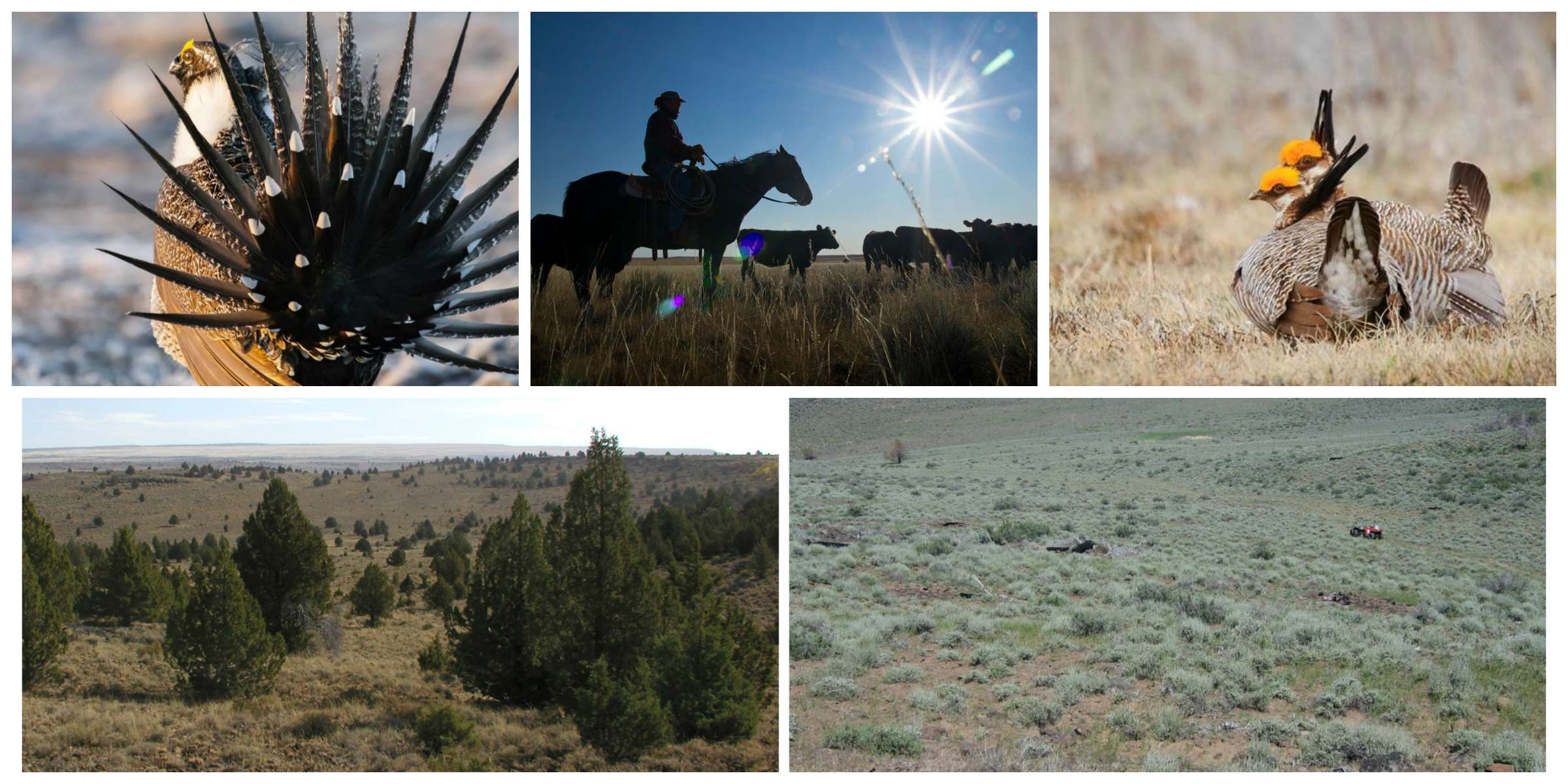 woodland-expansion-collage