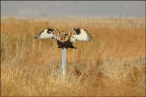 You might rough-legged hawks perched on fence posts and other high ground on the sagebrush sea throughout the winter. Photo by Jennifer Bunker, USFWS.