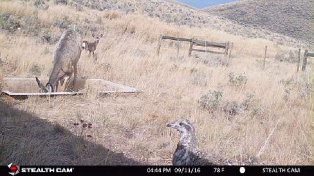Mule deer and a greater sage-grouse take a water break at a 'guzzler' installed for wildlife on BLM land.