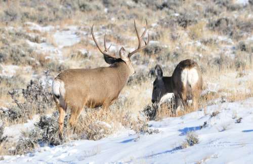 Pockets form in the snow around sagebrush plants, creating shelter for small animals during harsh winter weather conditions.