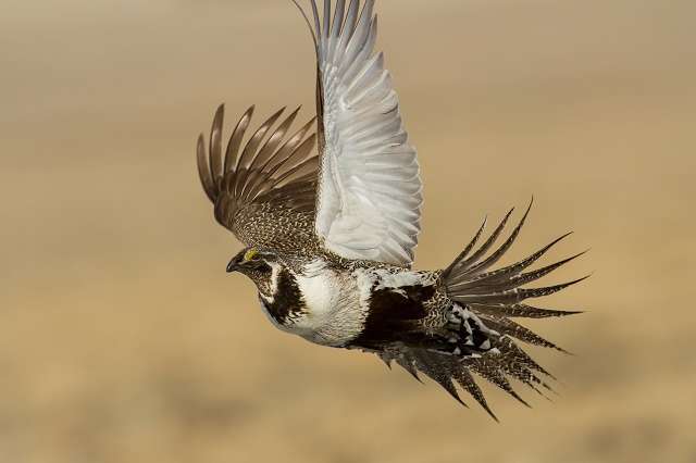 A few individual sage grouse venture further than average each breeding season, spreading genes and boosting the health of the population as a whole. Photo by John Carlson.