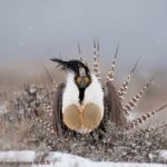 gunnison sage grouse by BLM