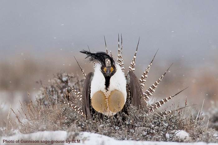 gunnison sage grouse by BLM