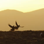 Photo of sage grouse in flight by Tatiana Gettelman.