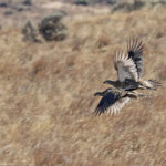 Sage grouse females in flight- Mirrored 1Photo credit- Tatiana Gettelman, Yakima Training Center