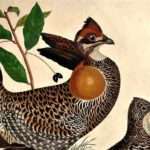 heath hen - grouse conservation