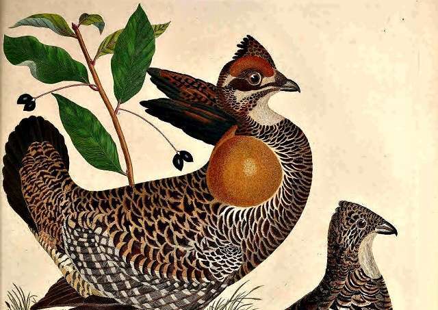 heath hen - grouse conservation